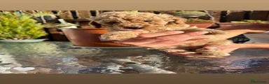 Maltipoo 6