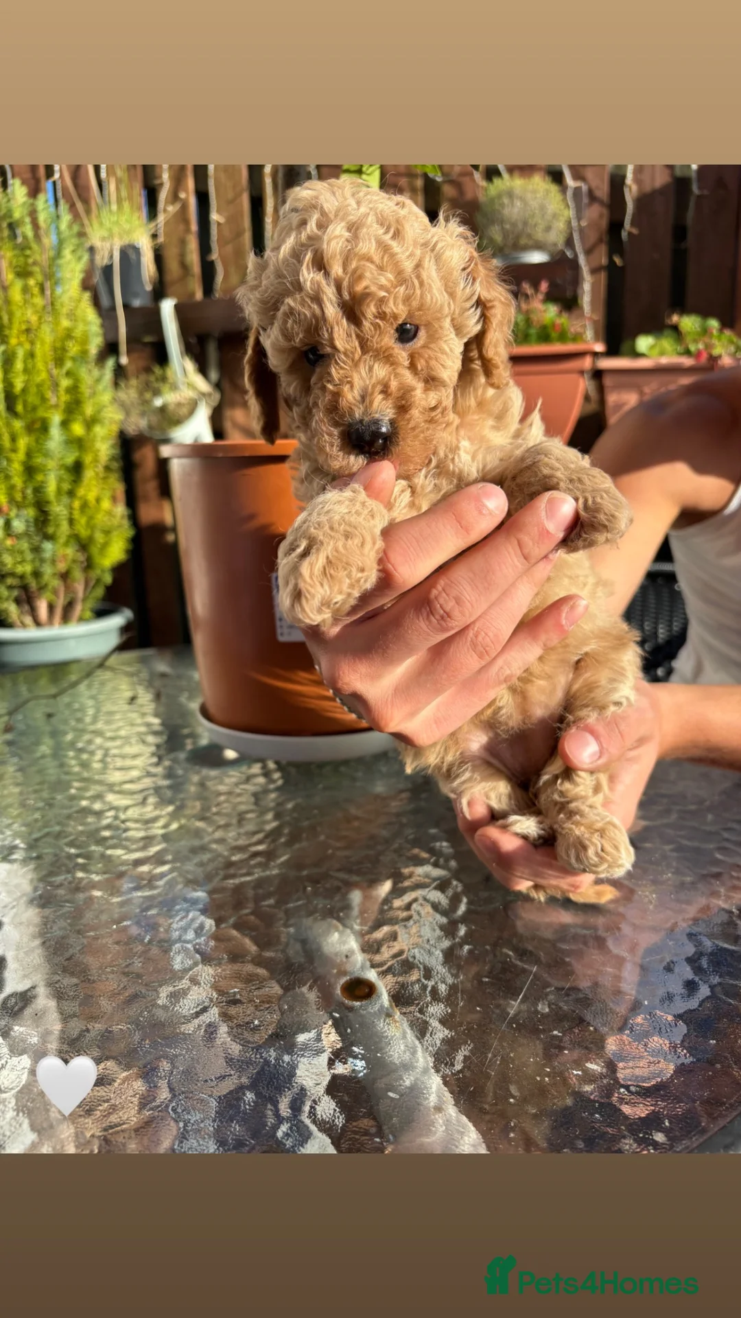 Maltipoo dogs for sale: 7 maltipoo puppies for sale ❤️ in Stalybridge - Advert 8