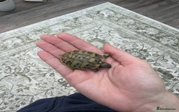 Tortoise reptiles for sale: Herman’s Tortoise Hatchlings  - Image 6