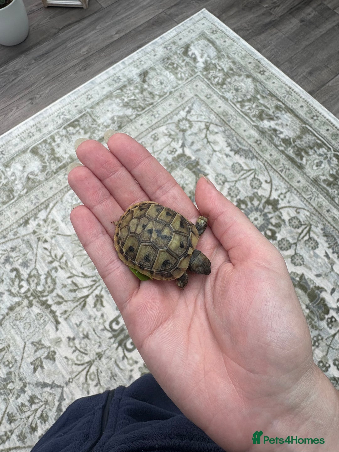 Tortoise reptiles for sale: Herman’s Tortoise Hatchlings  - Image 6