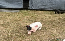 French Bulldog dogs for sale: French Bulldog Puppies - Image 21
