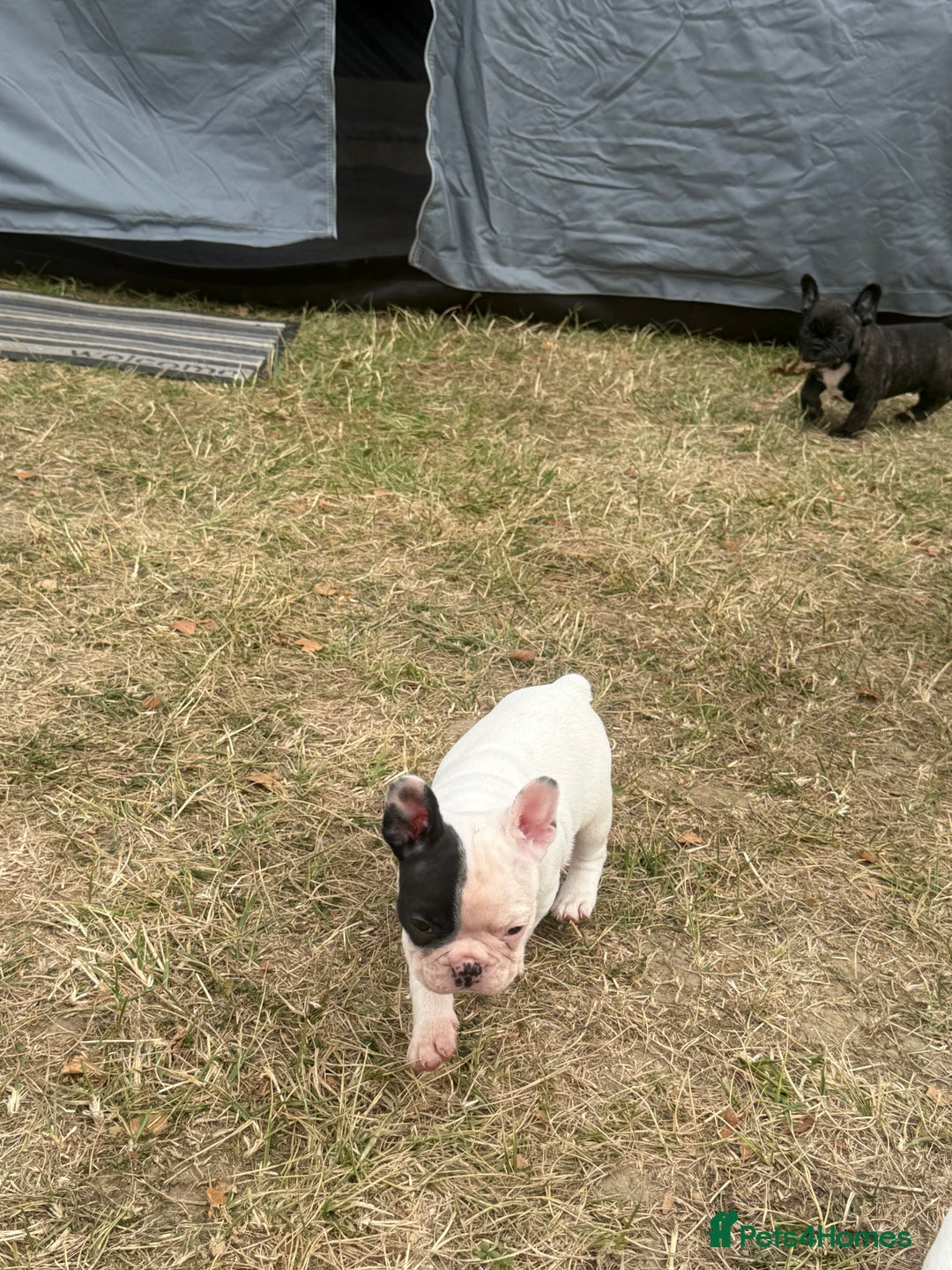 French Bulldog dogs for sale: French Bulldog Puppies - Image 21