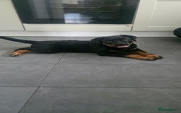 Rottweiler dogs for sale: Pure breed  KING ROTTWEILER (1 female) - Image 9