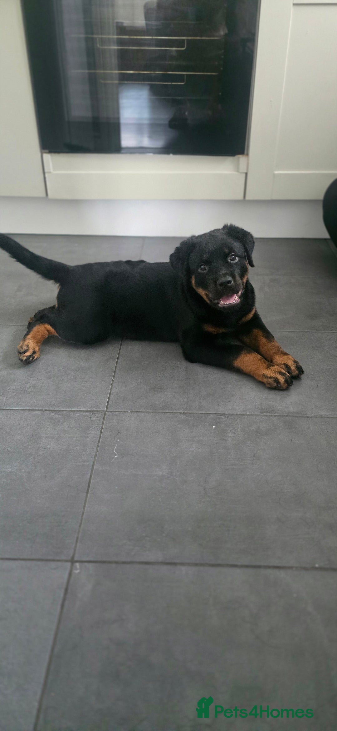 Rottweiler dogs for sale: Pure breed  KING ROTTWEILER (1 female) - Image 9