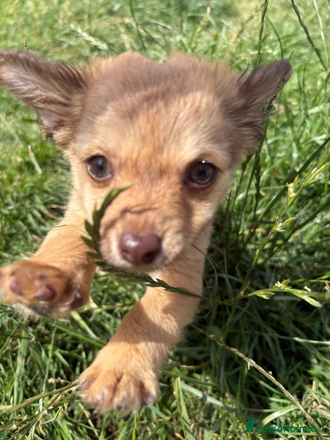 Mixed Breed dogs for sale: Chihuahua mix puppies available now - Advert 1