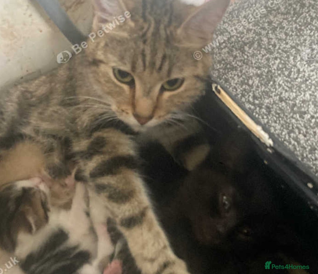 European cats for sale: Four Gorgeous Kittens Looking for Forever Homes - Image 4