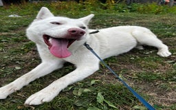 Siberian Husky dogs for sale: Siberian Husky - Image 2