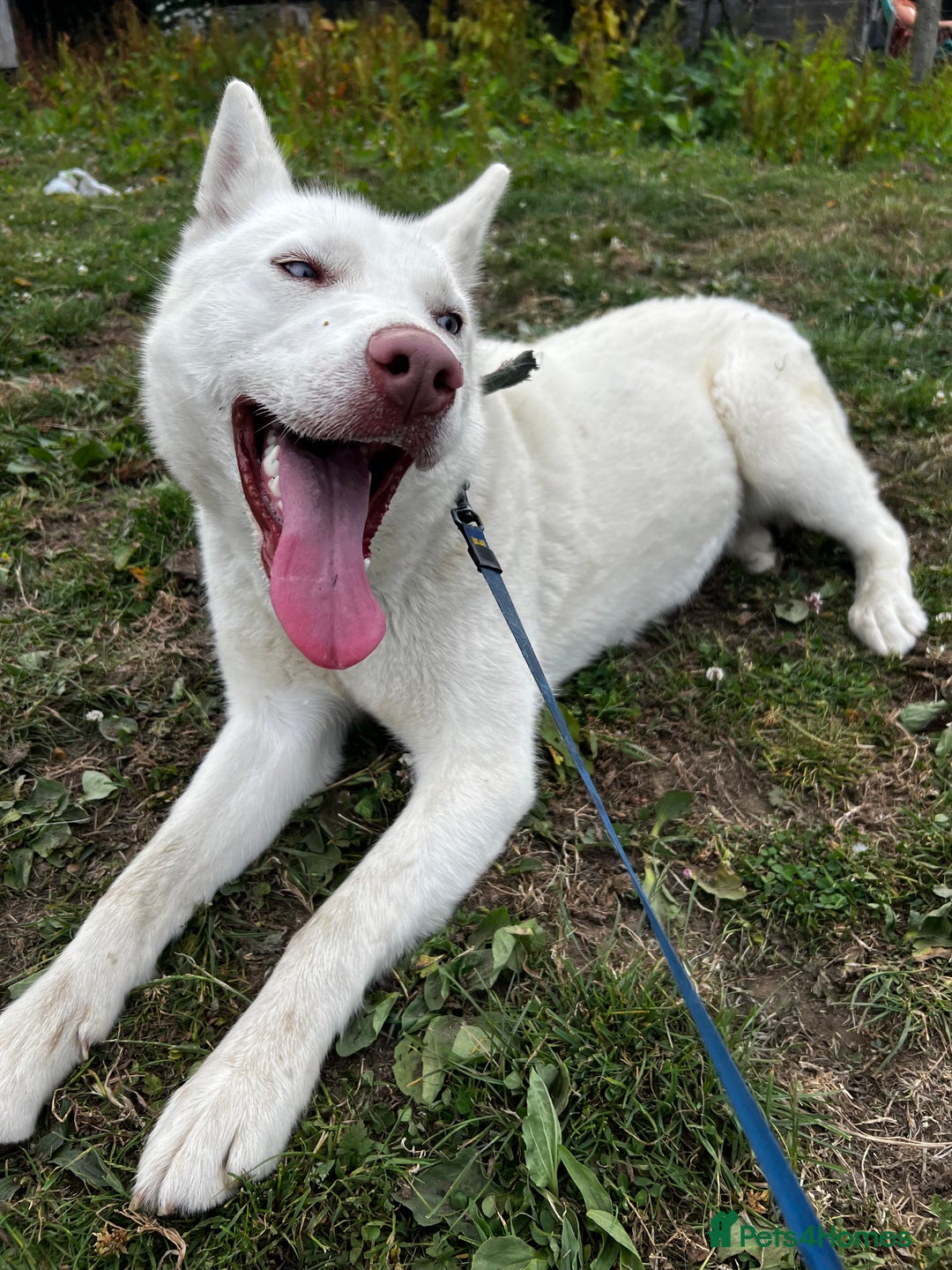 Siberian Husky dogs for sale: Siberian Husky - Image 2