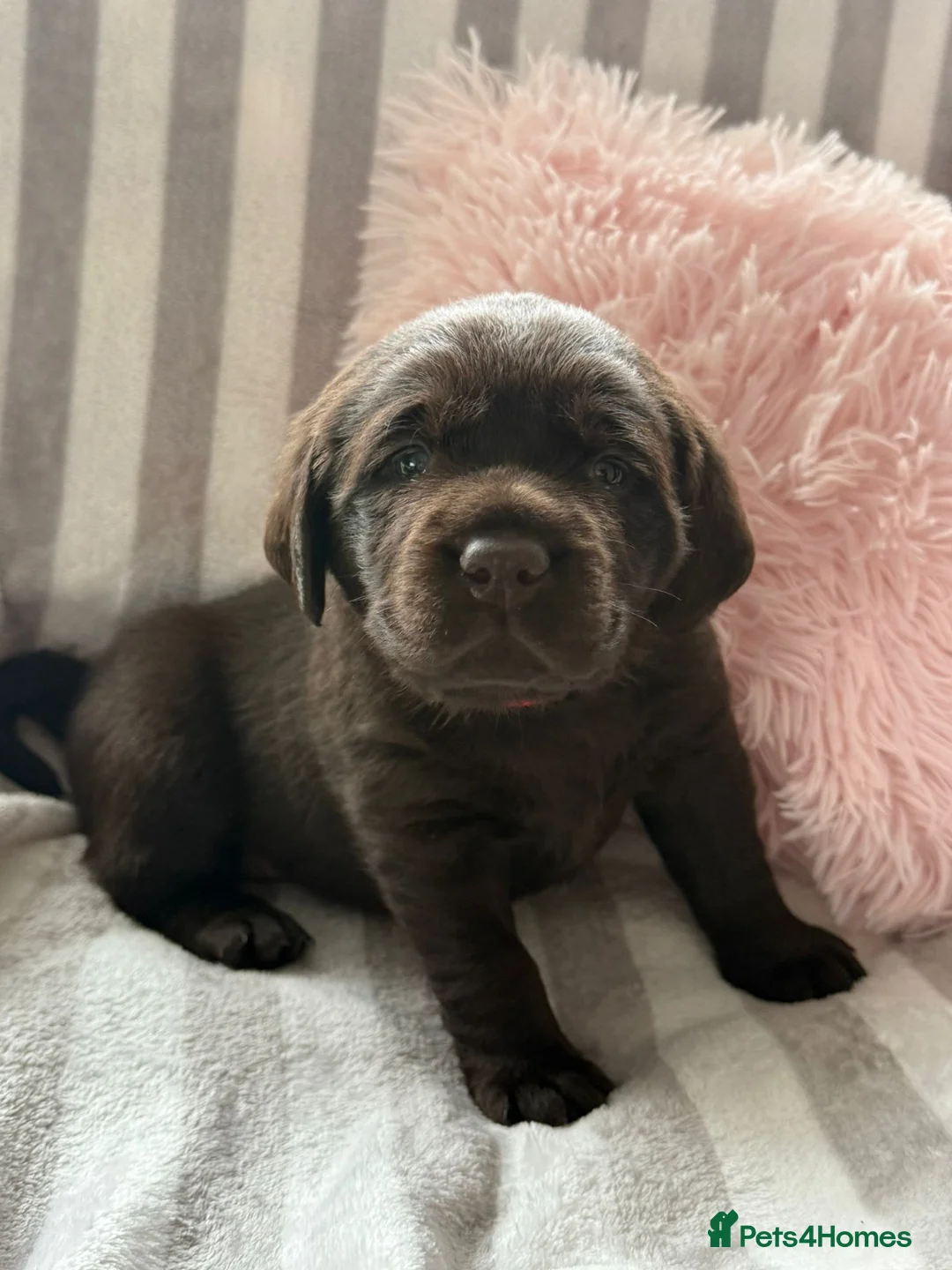 Labrador Retriever dogs for sale: Beautiful KC Chocolate Labrador Puppies - Advert 8