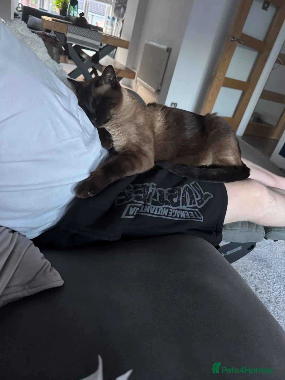 Siamese cats for sale: Seal Point Siamese cat in Birmingham - Advert 4