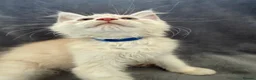Maine Coon cats for sale: Maine Coon 3/4 Cross Kittens  - Advert 8