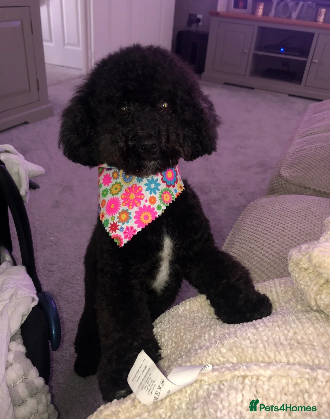 Toy Poodle dogs for sale: Toy Poodle Puppies - READY TO LEAVE - Advert 5