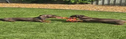 Miniature Dachshund dogs for sale: *KC Reg Miniature Dachshund Puppies available * - Advert 7