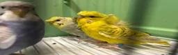 Budgerigars birds for sale: Helicopter/Hagoromo budgies for sale, good health - Advert 5