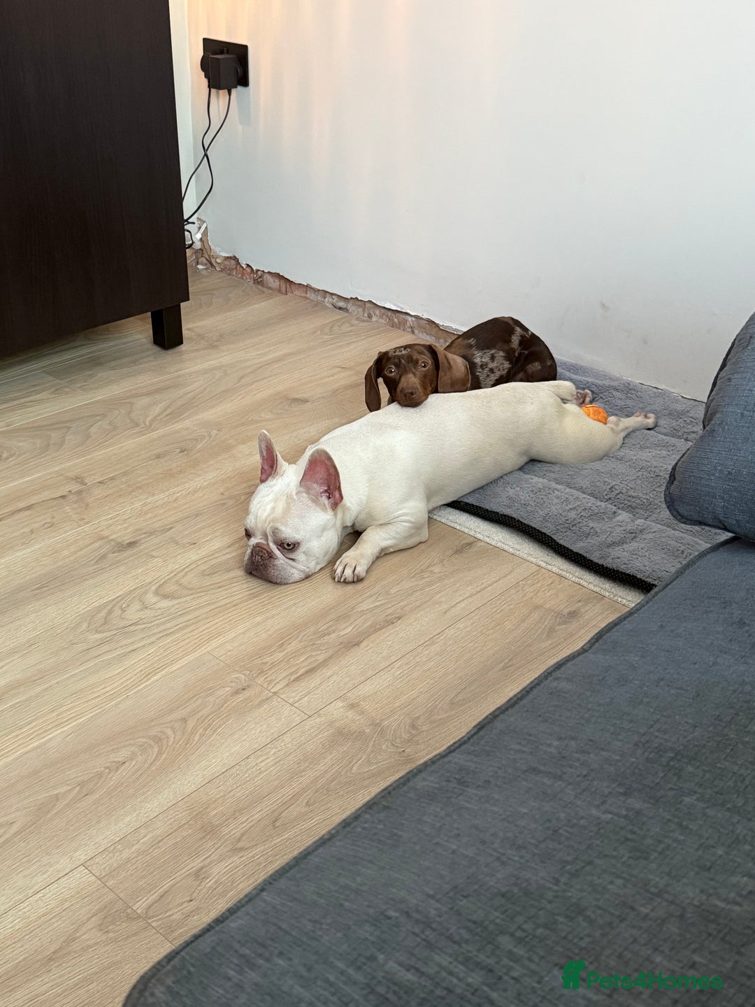 Mixed Breed dogs for sale: Bonded Frenchie Bulldog & Mini Dachshund  - Image 3