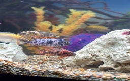 Cichlids fish for sale: Malawi cichlids  - Image 6