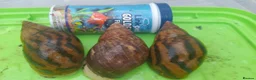 Snails invertebrates for sale: Albino Giant African Snails Marginata - Advert 3