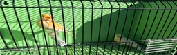 Canaries birds for sale: Canaries  - Advert 10