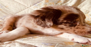 Border Collie dogs - Advert 7