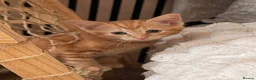 Ragdoll cats for sale: ragdoll X calico kiiten  - Advert 4