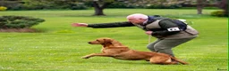 Labrador Retriever dogs for sale: Fox red labrador puppies - Advert 14
