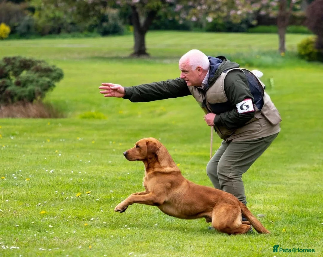 Labrador Retriever dogs for sale: Fox red labrador puppies - Advert 14