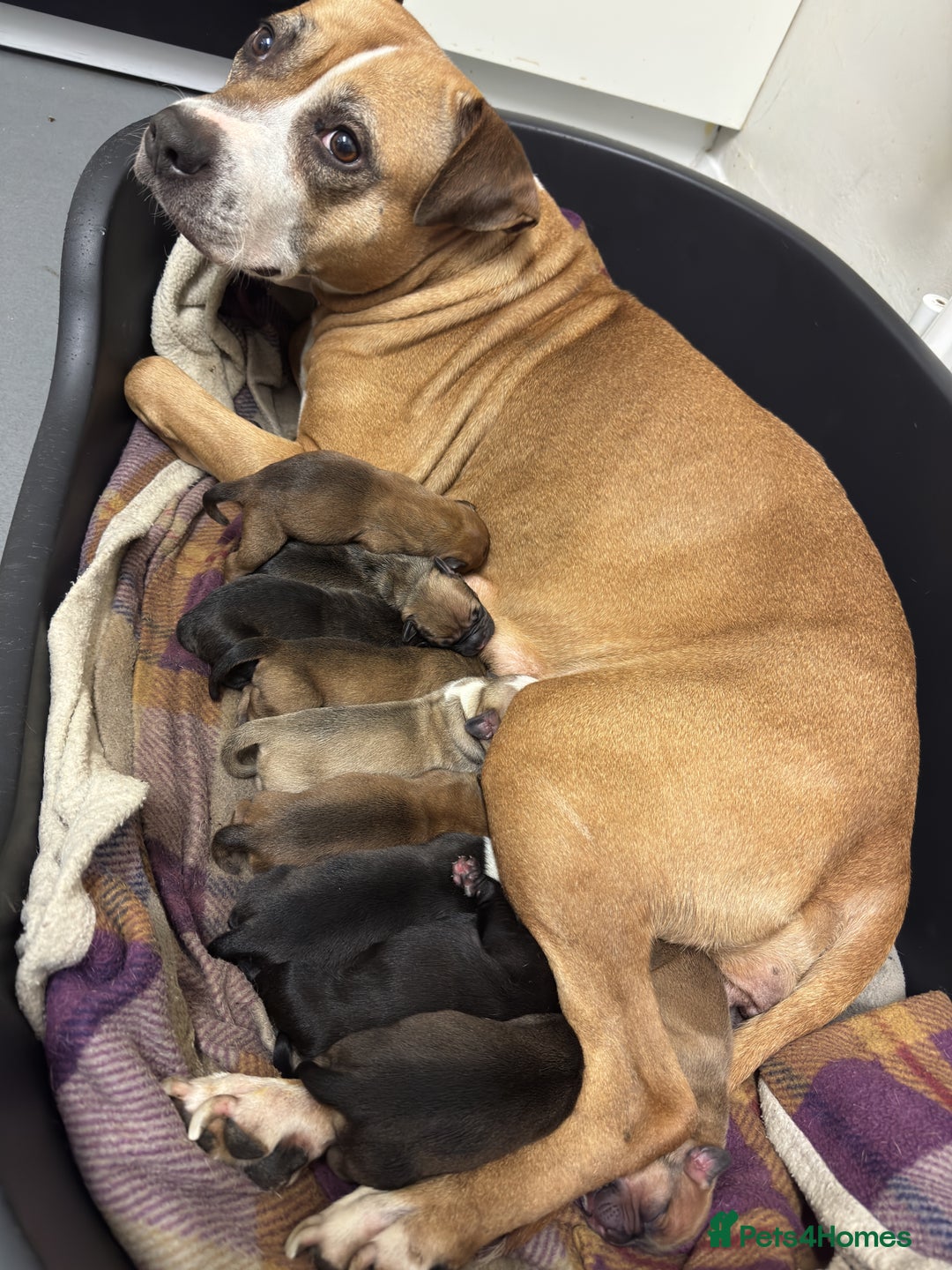 Mixed Breed dogs for sale: Fraffy puppies (staffy x french bulldog) - Advert 12