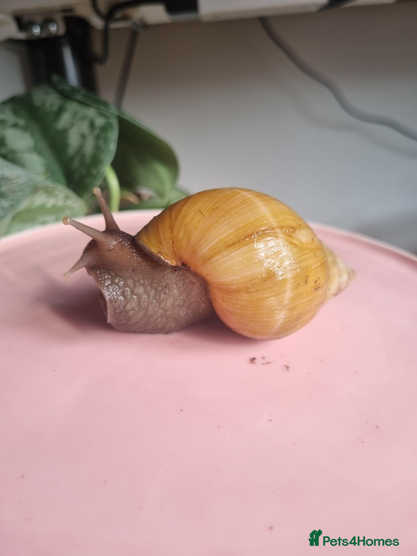 Snails invertebrates Giant African Land Snails (Lissachatina Fulica) - Advert 1