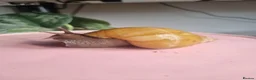 Snails invertebrates for sale: Giant African Land Snails (Lissachatina Fulica) in Norwich - Advert 1