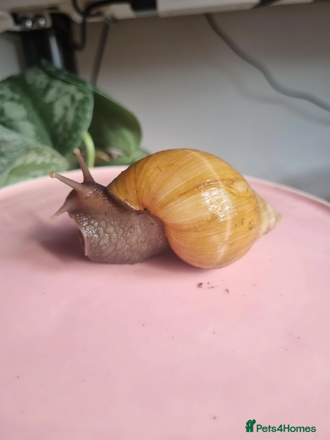 Snails invertebrates for sale: Giant African Land Snails (Lissachatina Fulica) in Norwich - Advert 1