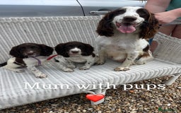 English Springer Spaniel dogs for sale: English springer spaniel puppies for sale - Image 1