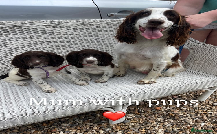 English Springer Spaniel dogs - Advert 5