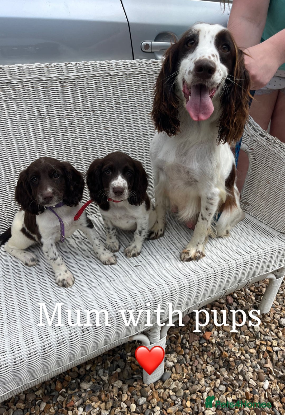 English Springer Spaniel dogs for sale: English springer spaniel puppies for sale - Image 1