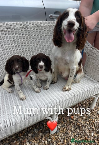 English Springer Spaniel dogs - Advert 2