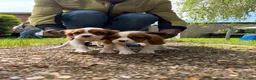 Cavalier King Charles Spaniel dogs for sale: Cutest king charles cavalier puppies - Advert 17