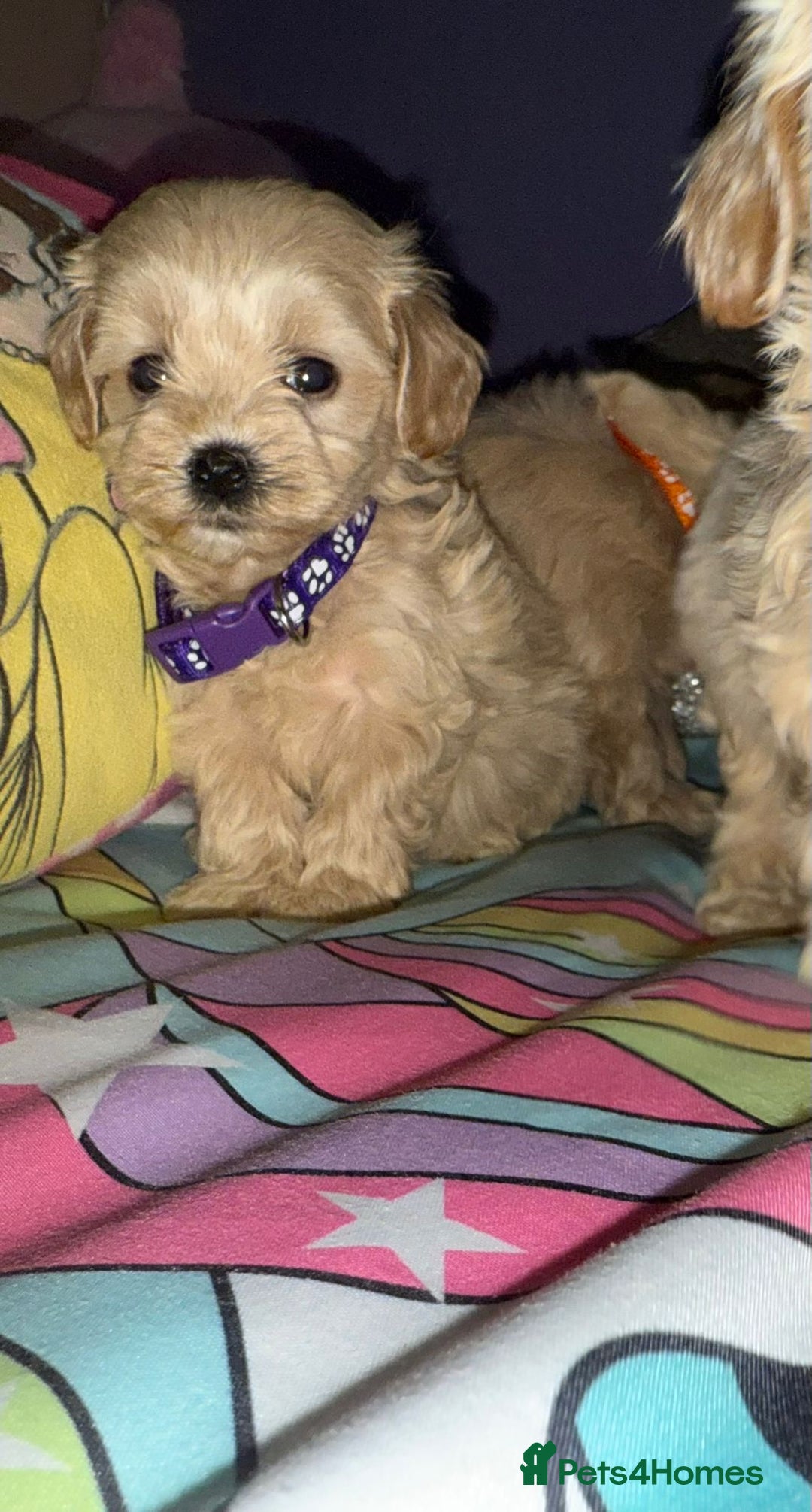 Maltipoo dogs for sale: Outstanding maltipoo - Advert 6