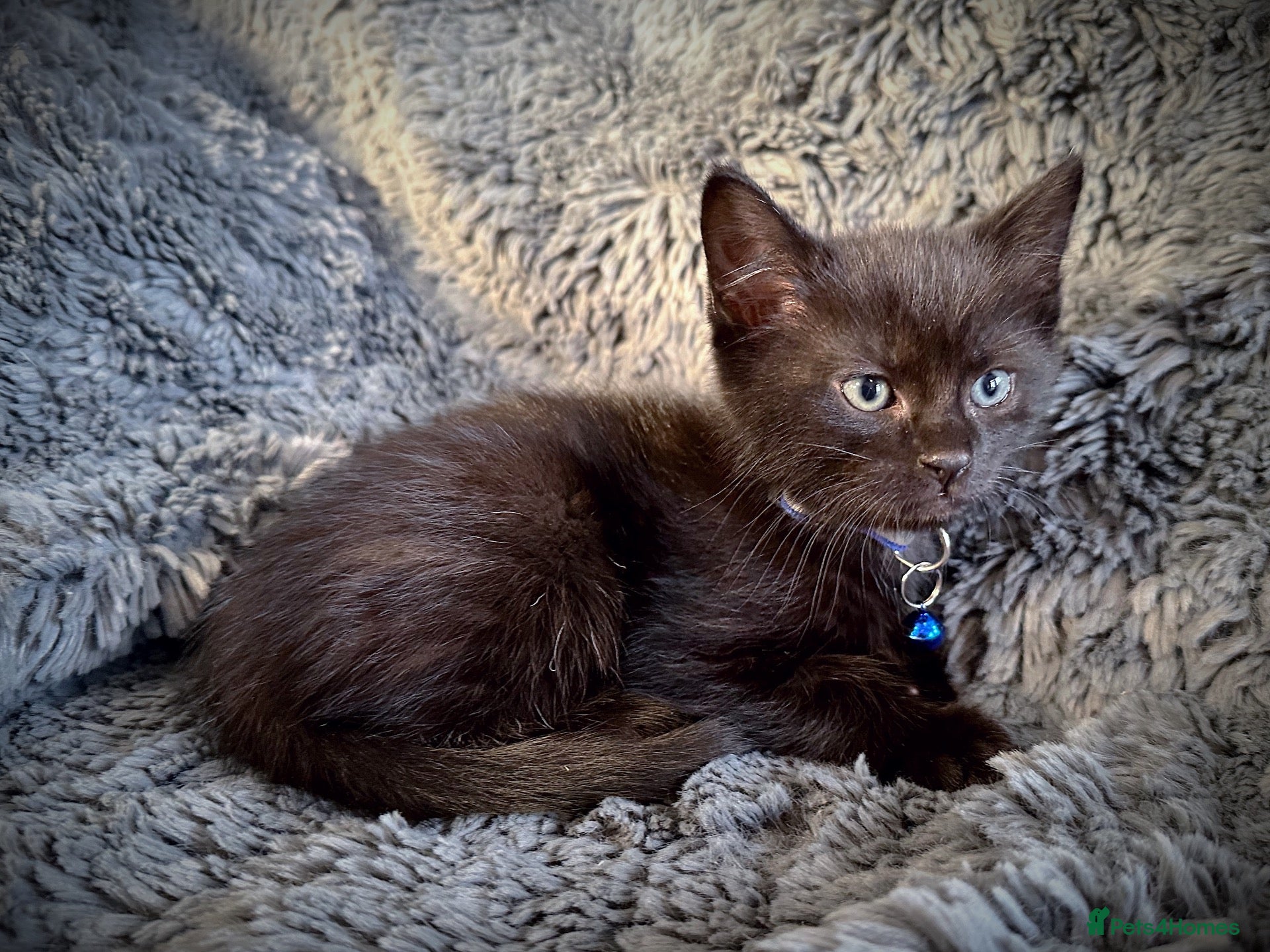 Mixed Breed cats 5 beautiful kittens  - Advert 1