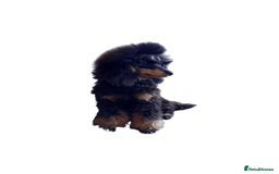 Cockapoo dogs for stud: Pra clear Kc reg phantom toy poodle for stud in Manchester - Image 6