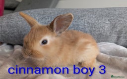 Mini Lop rabbits for sale: Mini lop baby rabbits  - Image 6