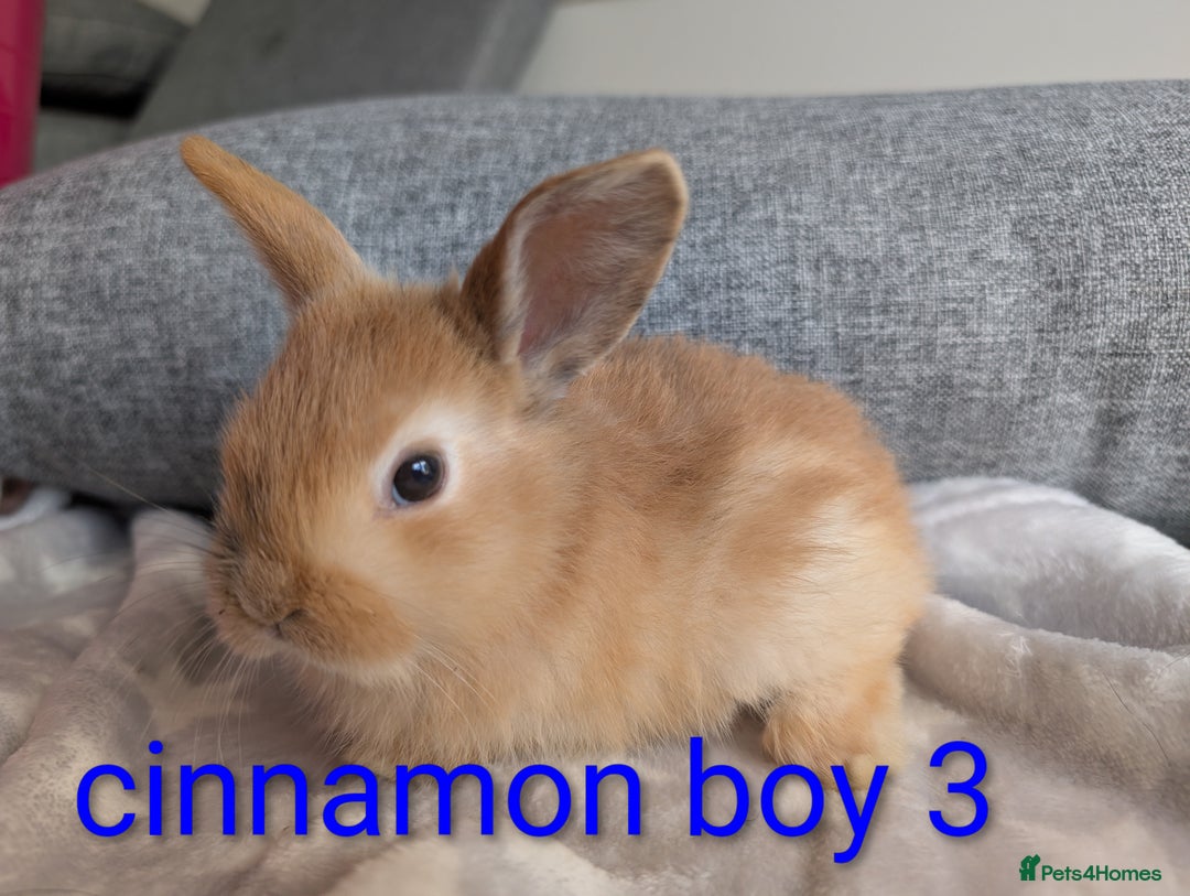 Mini Lop rabbits for sale: Mini lop baby rabbits  - Image 6