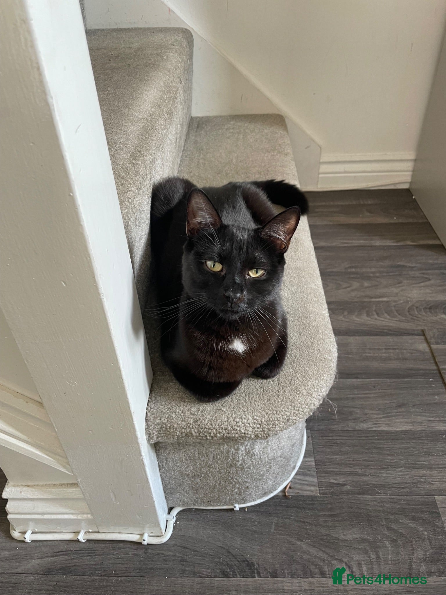 British Shorthair cats Male pure black & Female pure black with locket  - Advert 2