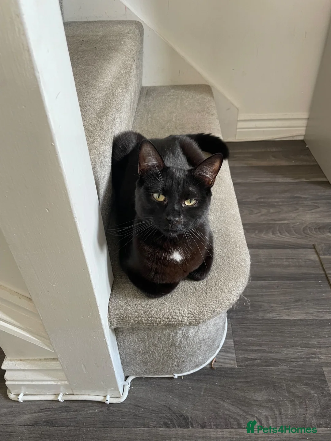 British Shorthair cats for sale: Male pure black & Female pure black with locket  in Alcester - Advert 1