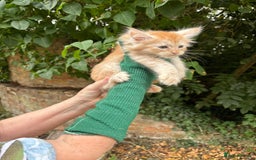 Maine Coon cats for sale: Red Maine coon female kittens, TICA reg - Image 26