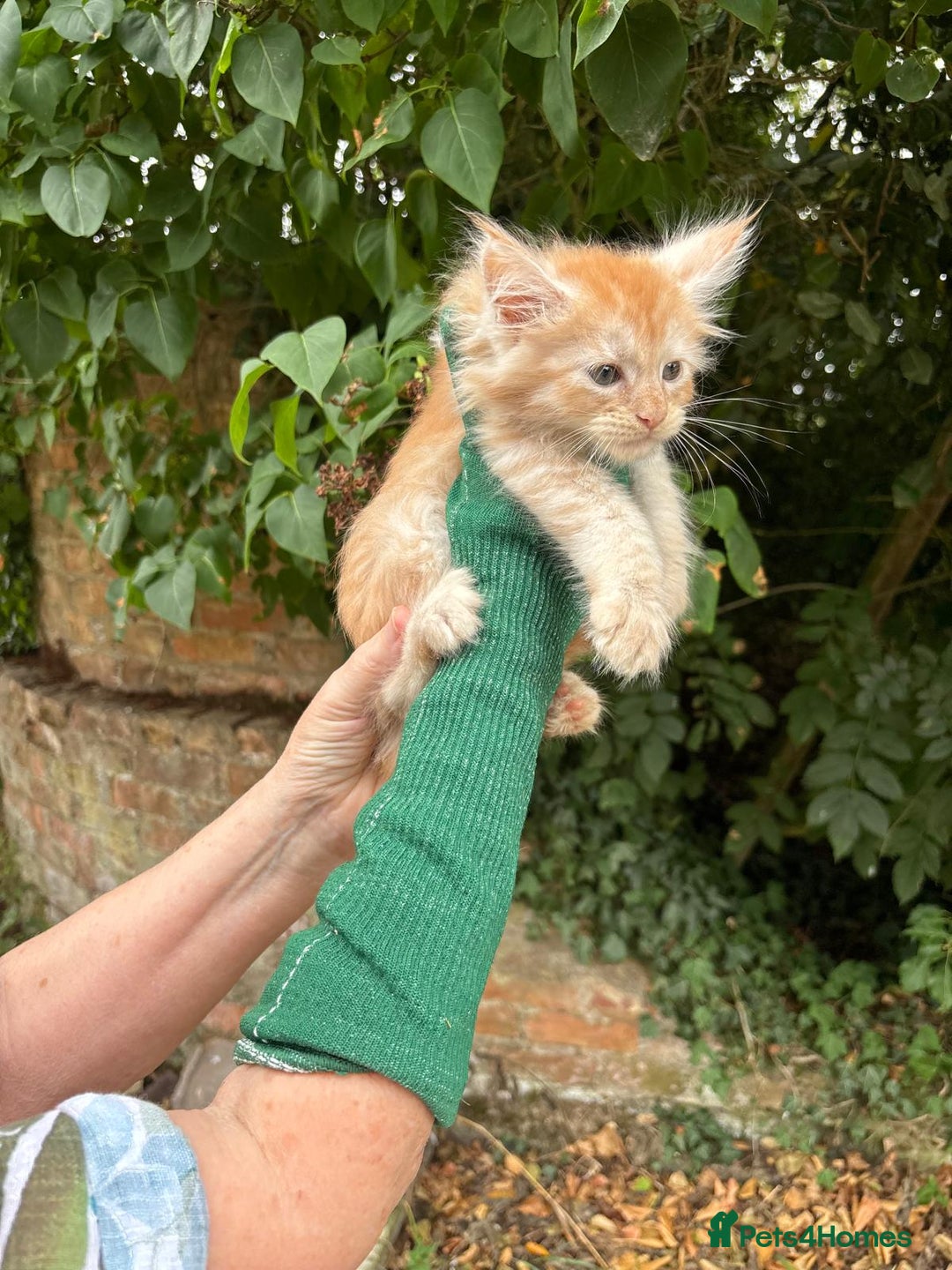Maine Coon cats for sale: Red Maine coon female kittens, TICA reg - Image 26