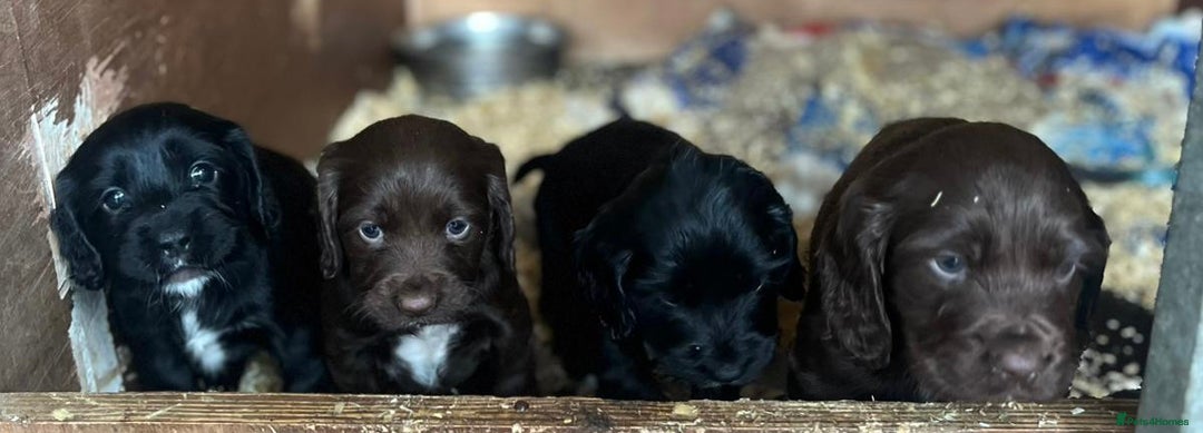 Cocker Spaniel dogs for sale: Cocker spaniels  - Image 2