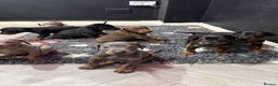 Dobermann dogs for sale: Ready to go Friday night  - Advert 4