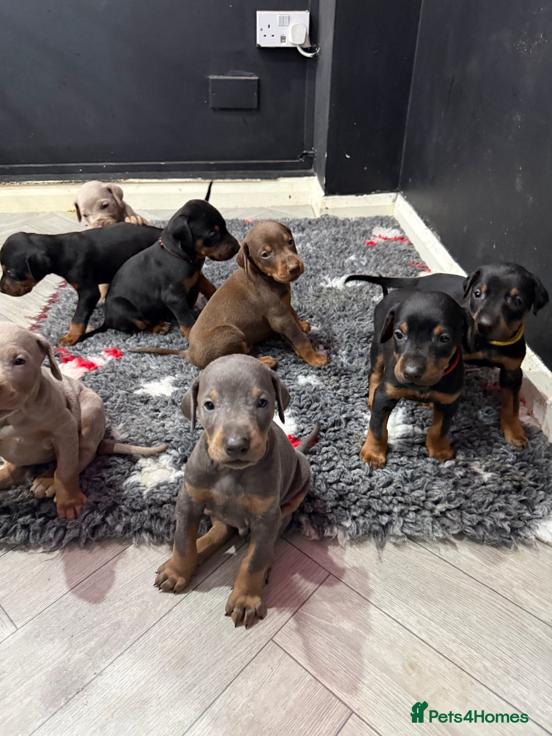 Dobermann dogs for sale: Ready to go Friday night  - Advert 4