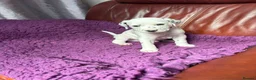 Dalmatian dogs for sale: Dalmatian puppies (5 males and 2 bitches) - Advert 20