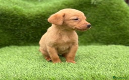 Labrador Retriever dogs for sale: Labrador pups  - Image 26