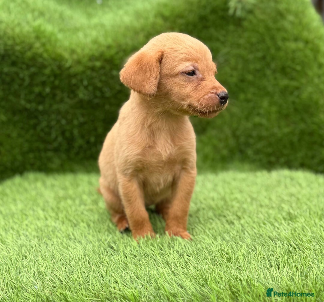 Labrador Retriever dogs for sale: Labrador pups  - Image 26